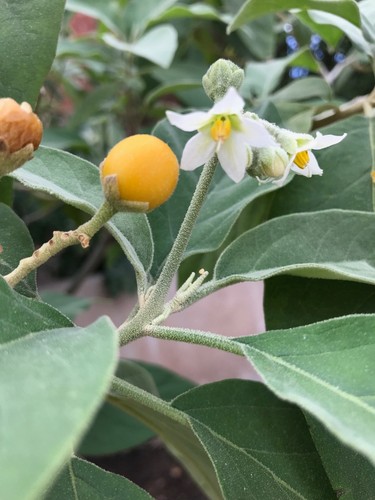 Albero patate solanum - albero, di