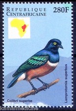 Colibri Superbe, Uccellini