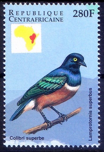 Colibri superbe uccellini - colibri,