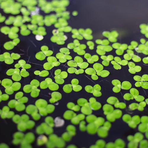 Lemna minor pianta - lemna,
