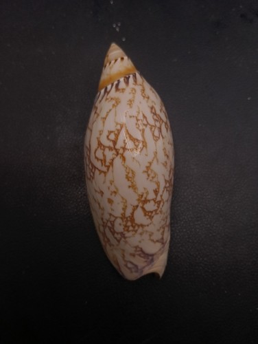 Voluta amoria damoni - voluta,