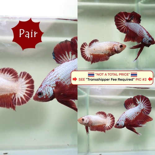 Live betta fish - live, (thailandia)