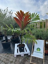 Chambeyronia macrocarpa