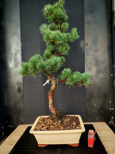 Bonsai pino pentaphilla h - di,