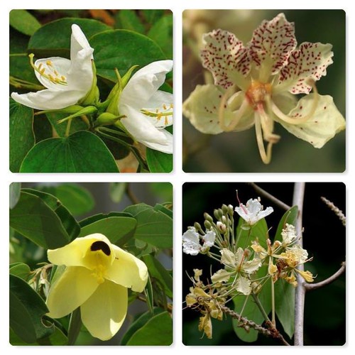 Semi bauhinia accuminata - semi, 5