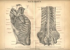 Antica Stampa 1898 APPARATO