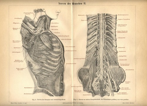 Antica stampa 1898 apparato - stampa,