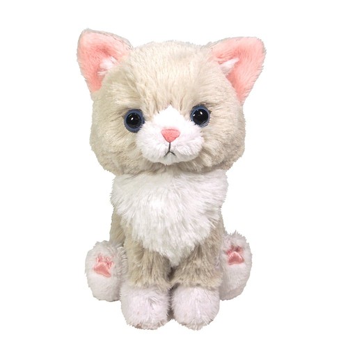 Sun lemon ragdoll - ragdoll, gatto