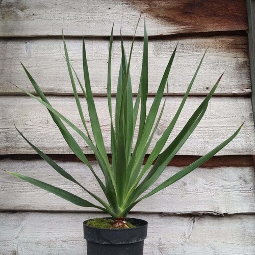 Dracaena draco totale cm - dracaena, 80