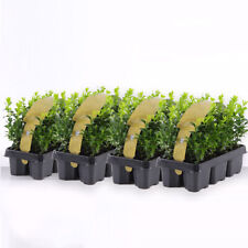 Bosso "Buxus microphylla Faulkner" 24 piante siepe sempreverde in vaso bio ø9 cm