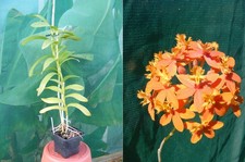 Epidendrum radicans Hybride "Tiger Orange", orchidée, Orchid