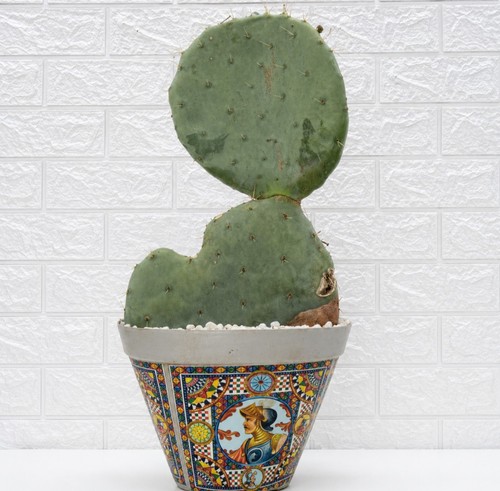 Opuntia fico india - opuntia, pala