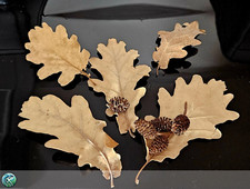 25 Foglie di Quercia + 3 Pigne Ontano in Omaggio – Qualità Premium dalle Alpi!