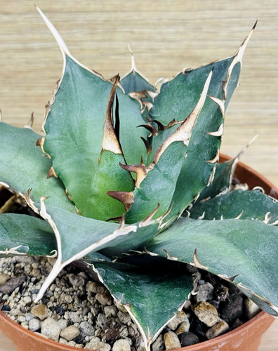 Agave titanota thunder 076 - agave, (fo-076