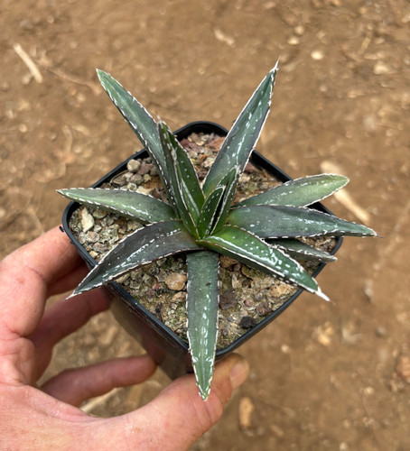 Agave victoriae reginae - agave,