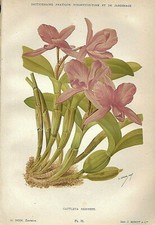 Botanica Cattleya Skinneri Cromolitografia Originale 1892.