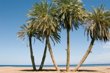 10 semi di palma da dattero