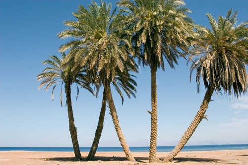Semi palma da dattero - palma,