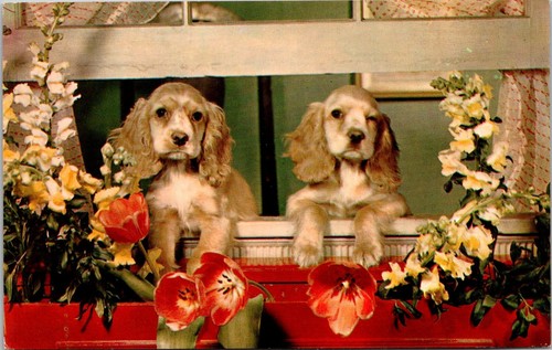 Cartolina miss you cocker - cartolina,