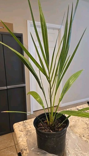 Potted yrs medjool - 7",
