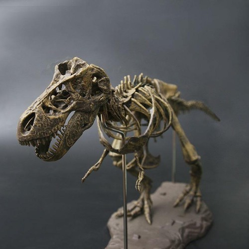 Rex dinosaur skeleton - t-rex,
