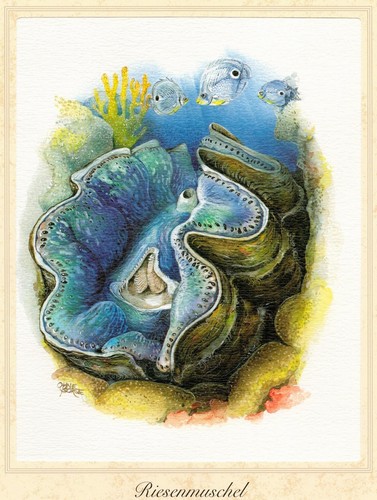 Riesenmuschel - (tridacna, gigas)