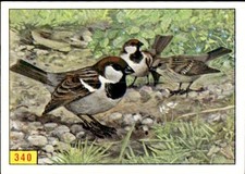 figurina Uccelli ed.Panini