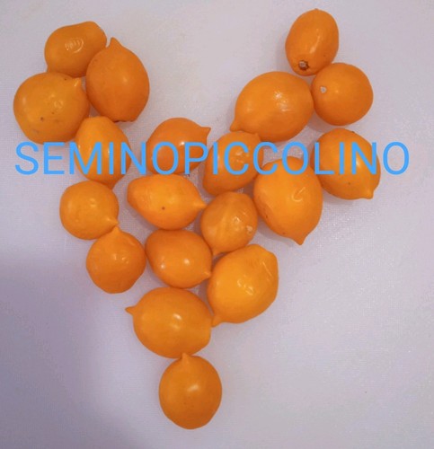 Semi pomodoro pizzutello - 25,