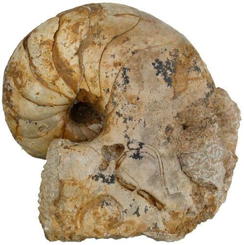 Lias cenoceras notevole - lias,