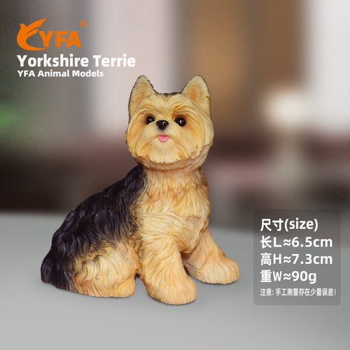 Jjm british yorkshire - yorkshire, terrier