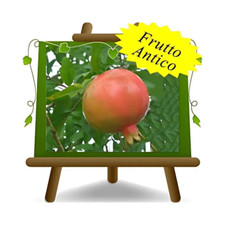 Melograno grossa di faenza