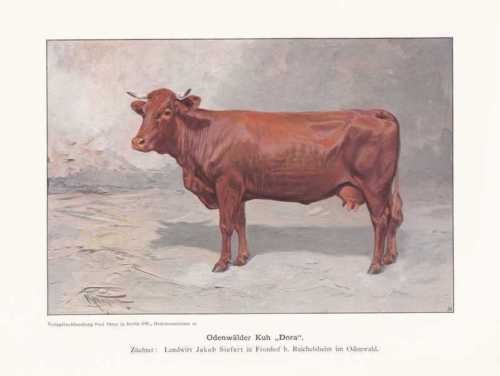 Odenwälder kuh dora - odenwälder,