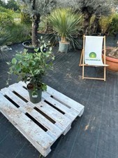 Acca sellowiana guava