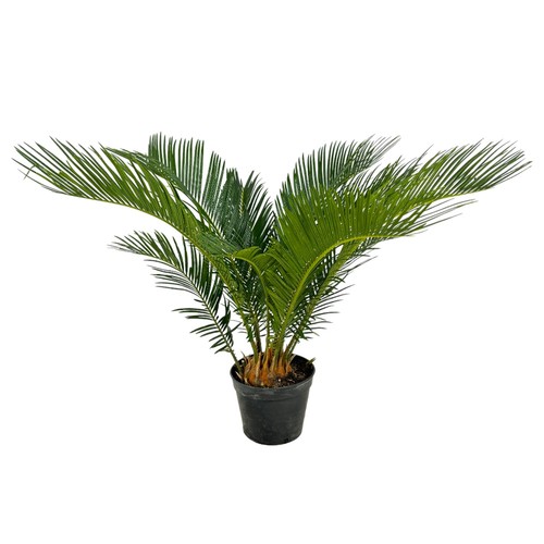 Pianta cycas revoluta palma - cycas,