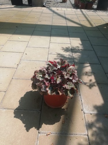 Heuchera v17