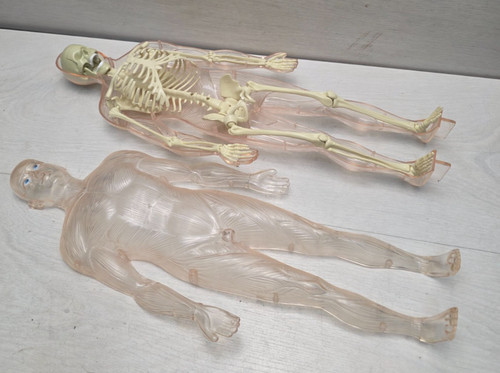 Modello anatomico che - , esplora
