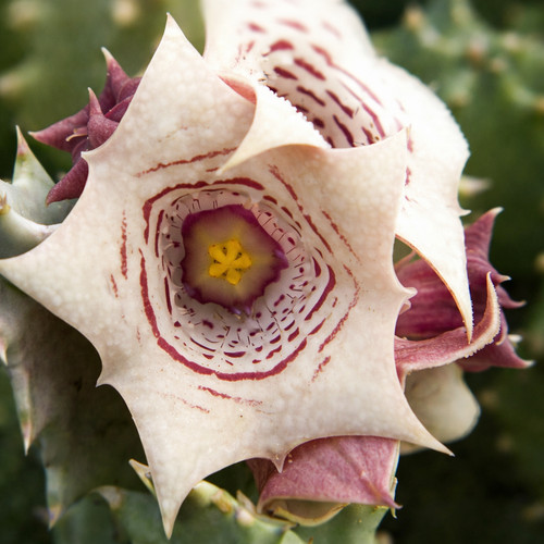 Huernia quinta pianta - -,