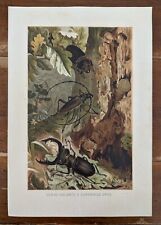 Stampa Cervo Volante-Da La Vita Degli Animali Di Brehm Alfred Edmund 1902-Ed Ita