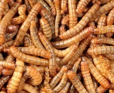 Camole della farina 100gr cibo vivo per rettili, anfibi, uccelli,piccoli anfibi