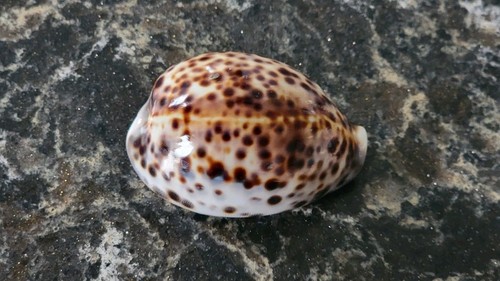 Esemplare conchiglia marina - conchiglia,
