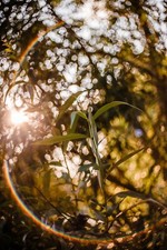 Obiettivo MEYER-OPTIK TRIOPLAN