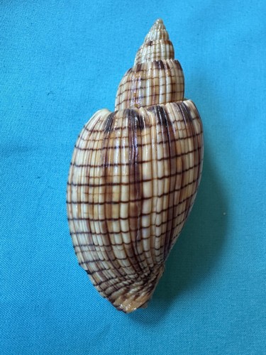 Conchiglia naturale lyria - naturale,