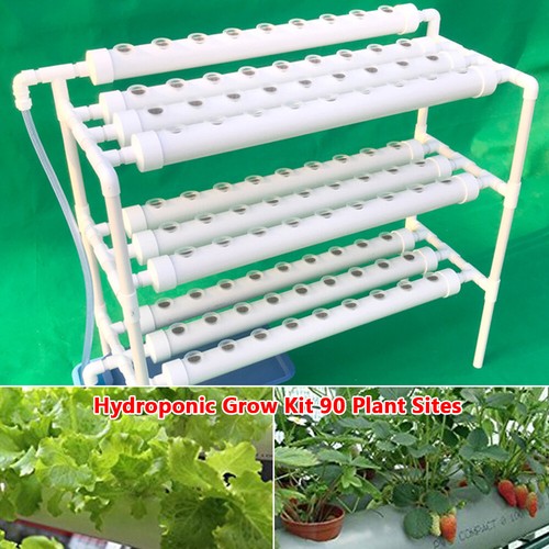 Pianta vegetale strati - vegetale, 3