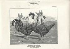 Stampa antica GALLO e GALLINE di razza CAMPINE ARGENTEE 1907 Antique print