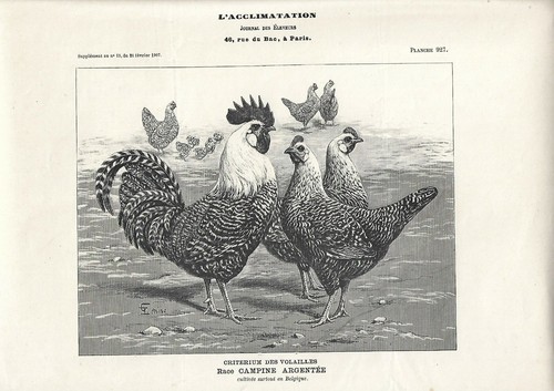 Stampa antica gallo - stampa,