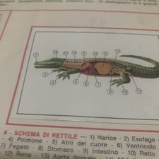 FIGURINA N.6 ANIMALI ED