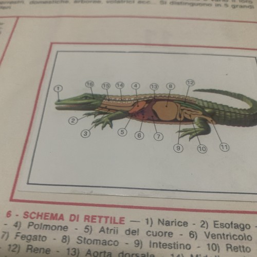 Figurina animali ed - figurina, n.6