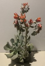 Echeveria Runyonii