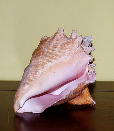 Conchiglia marina naturale
