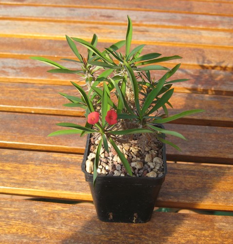 Euphorbia gottlebei hybrid - ,